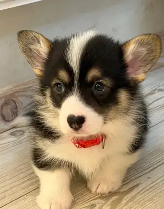 WELSH CORGI PEMBROKE s PP
