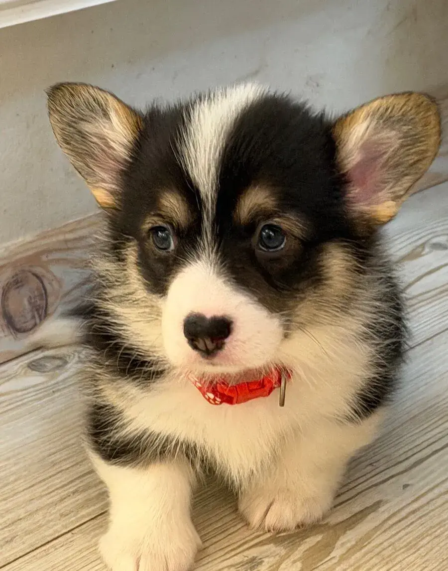 WELSH CORGI PEMBROKE s PP