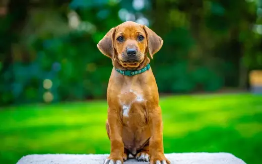 Rhodéský ridgeback s PP - štěňata FCI, CHS TANGAWIZI