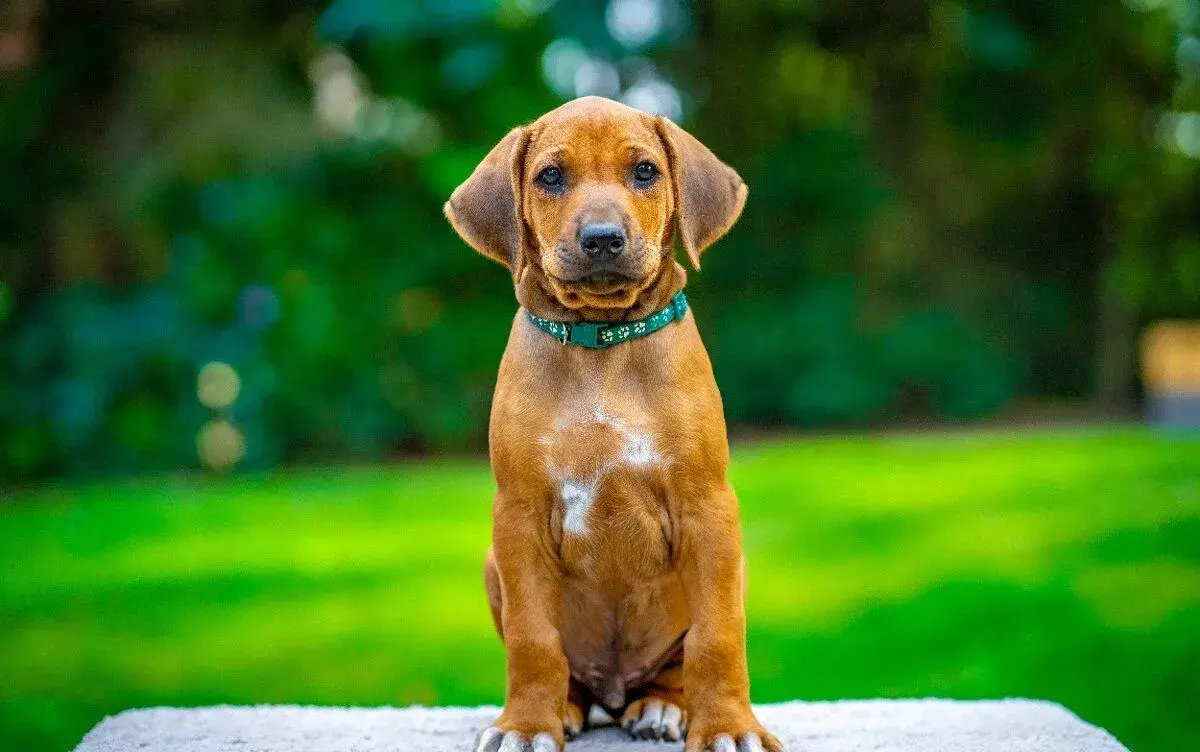 Rhodéský ridgeback s PP - štěňata FCI, CHS TANGAWIZI