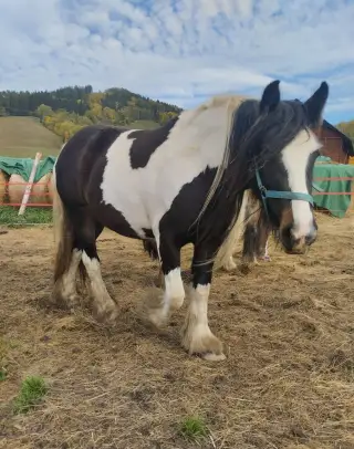 Nádherná klisna irský cob 3 roky