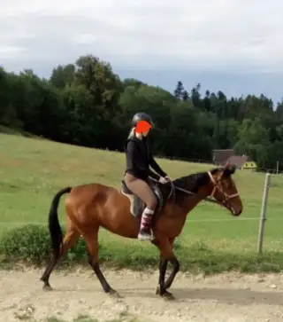 Prodej klisny
