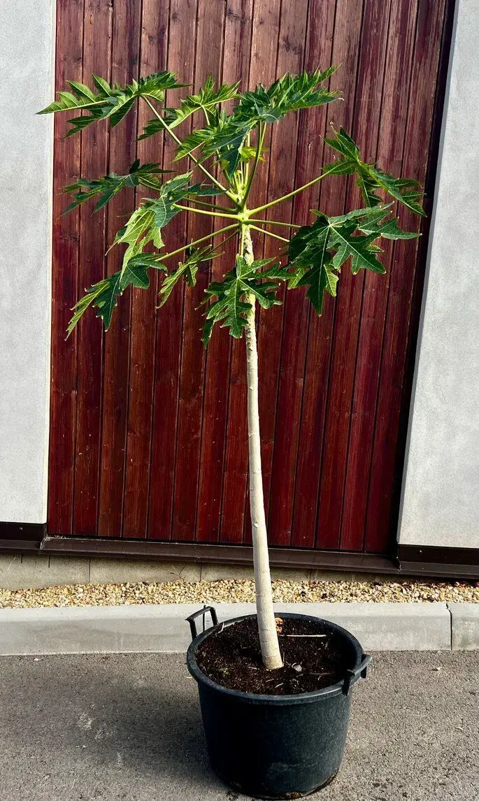 Papaya