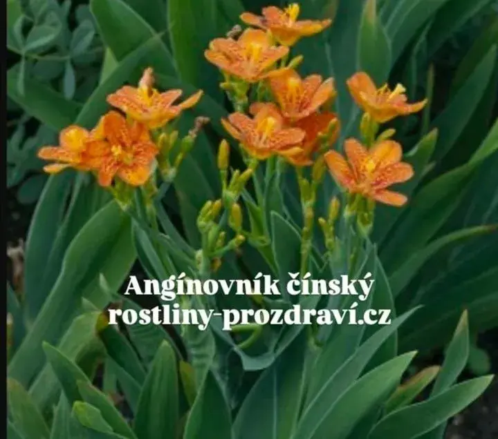 Angínovník čínský - Léčivá rostlina (rostliny)