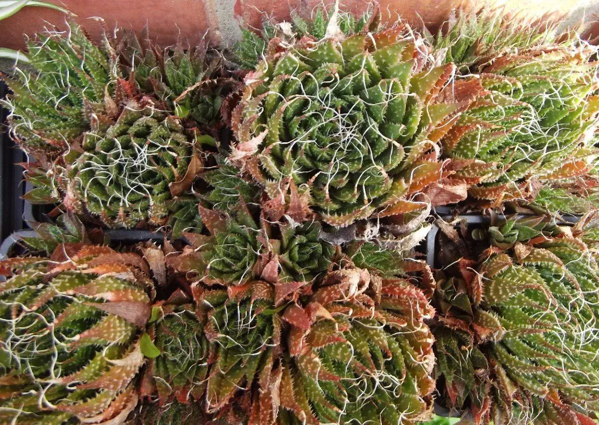 Aloe pravá