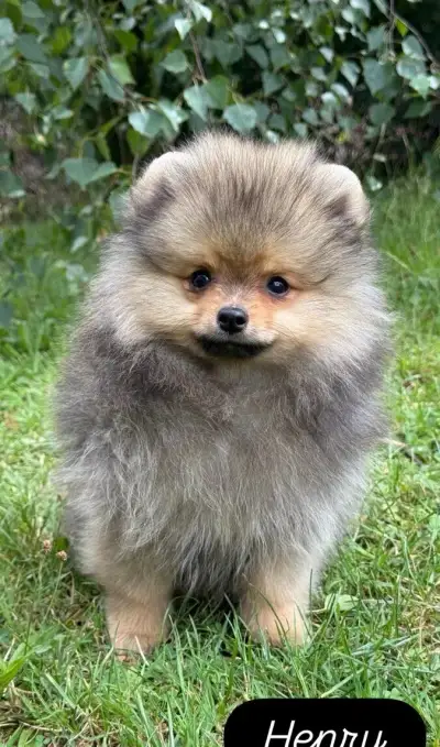 Pomeranian s PP FCI