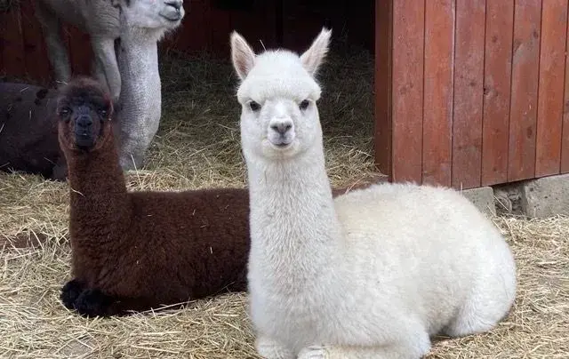 Lama alpaka