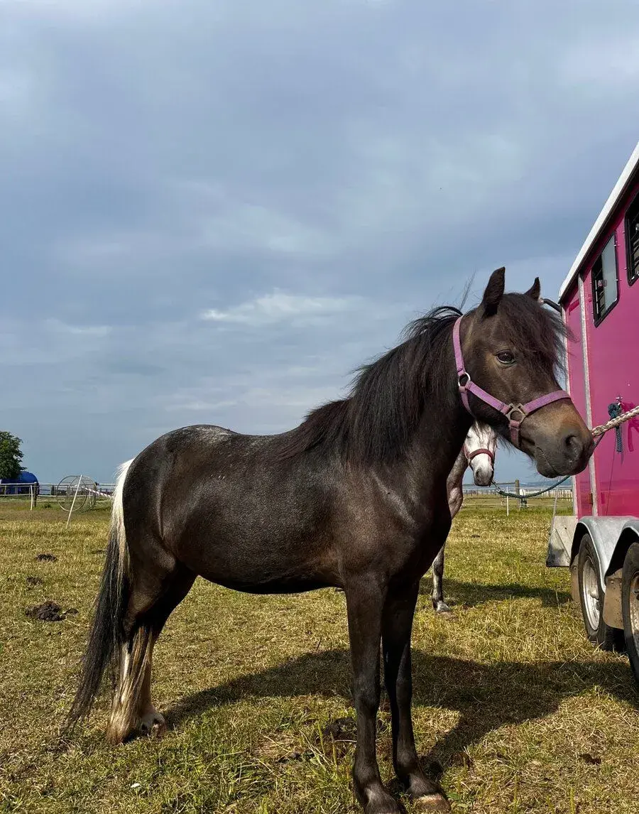 Hodný pony valášek jako 1. poník pro dítě