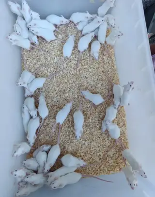 Krmní hlodavci