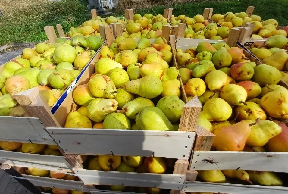 HRUŠKY WILLIAMS NA KVAS 🍐 SKLADEM