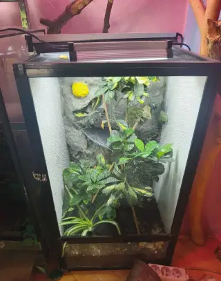 Chameleon jemenský