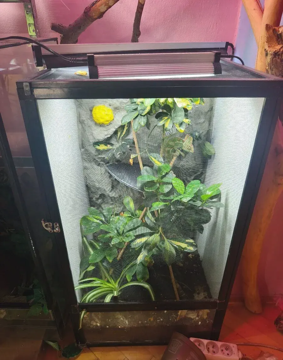 Chameleon jemenský