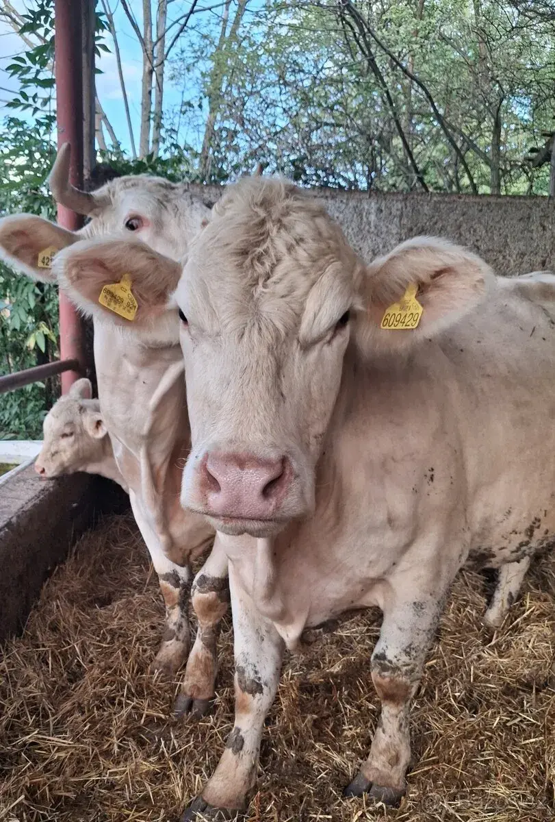 Charolais kráva