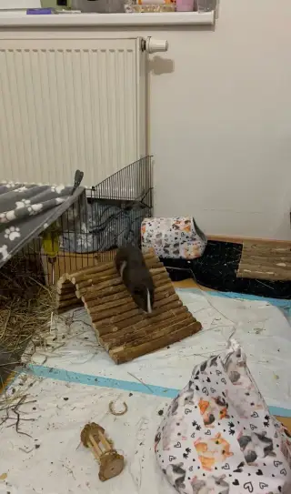 MORČÁTKA K PRODEJI🐹