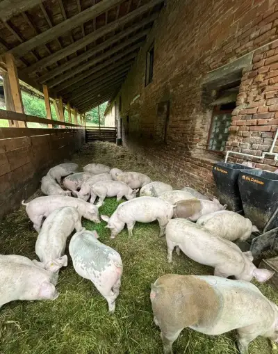 Vykrmené prase