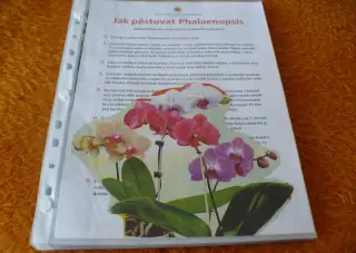 Jak pěstovat Phalaenopsis ( Orchidee).
