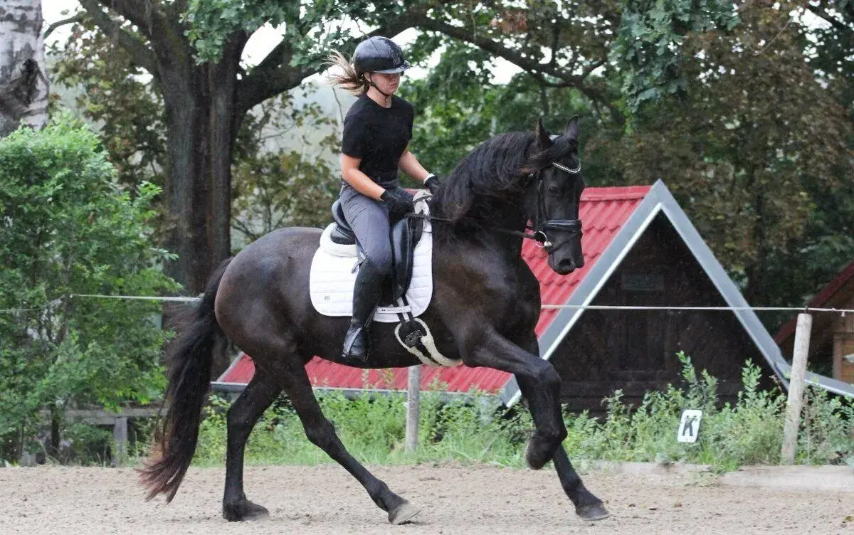 Tříletá obsedlá fríská klisna pro sport i rekreaci