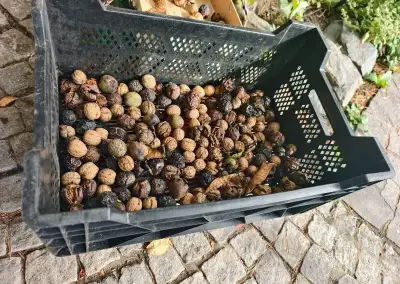 Ořechy čerstvě spadané polopapírák za 55Kč/kg chutná jádra