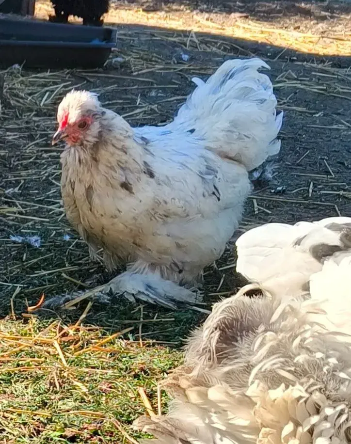 Slepičky Wyandotky x Kočinka