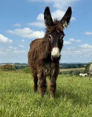 Oslík