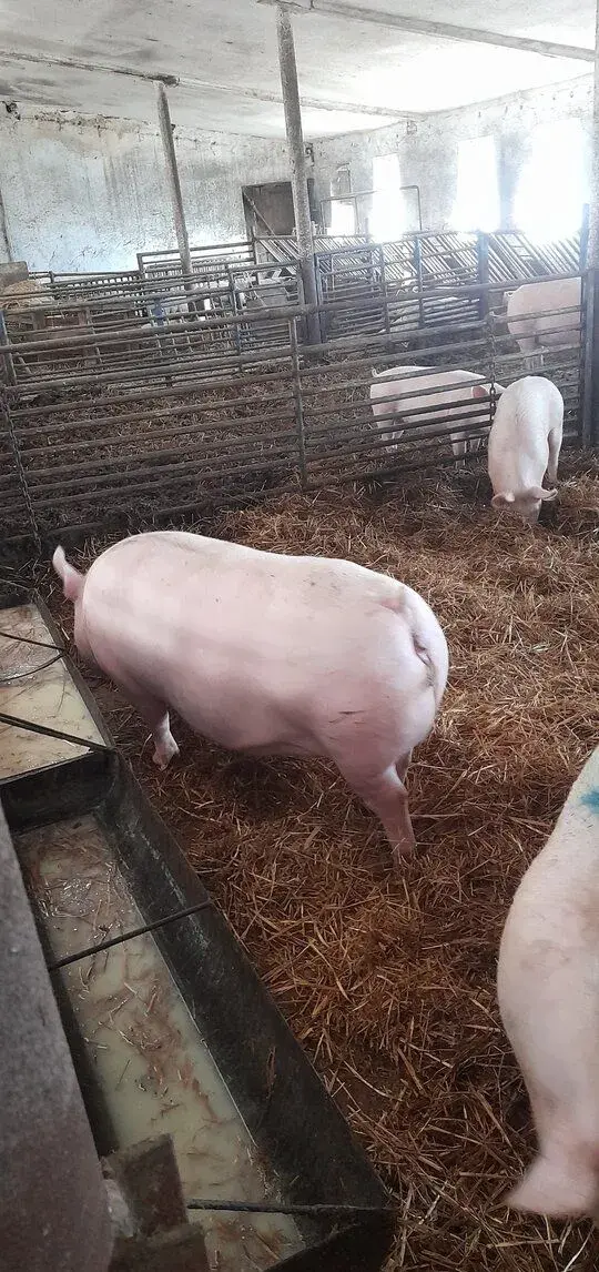 Podomácku vykrmená prasata