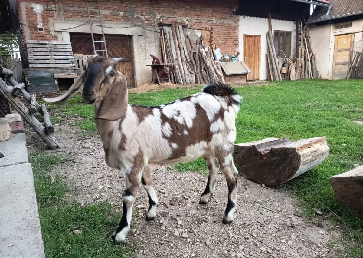 92%AN kozička