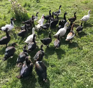 🦆 PRODEJ KACHEN A KAČERŮ PIŽMOVÝCH + KRMIVA PRO ZVÍŘATA