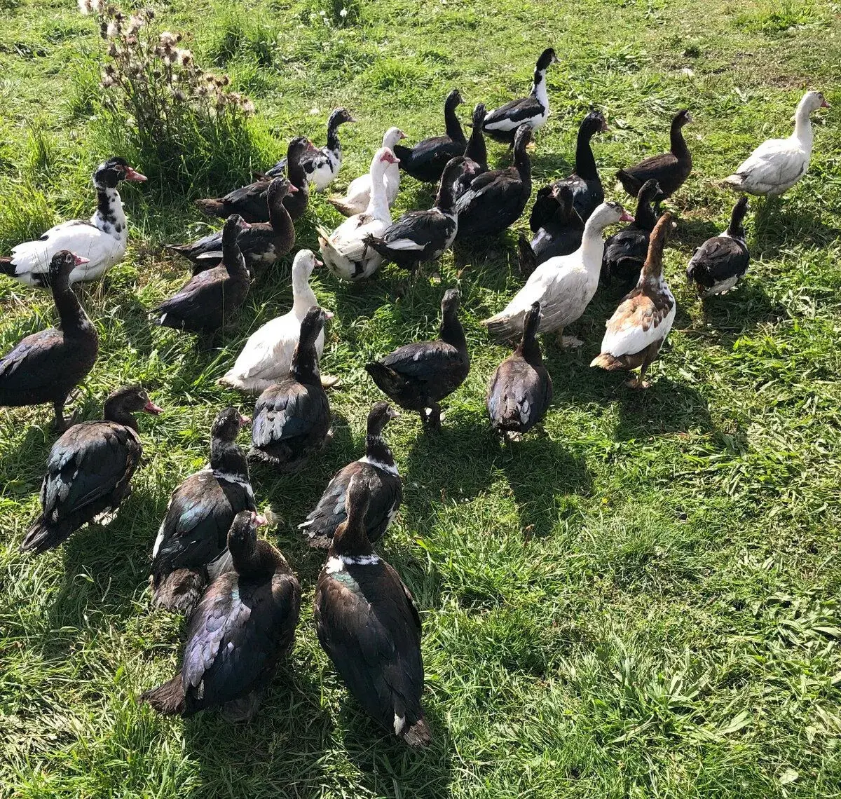 🦆 PRODEJ KACHEN A KAČERŮ PIŽMOVÝCH + KRMIVA PRO ZVÍŘATA