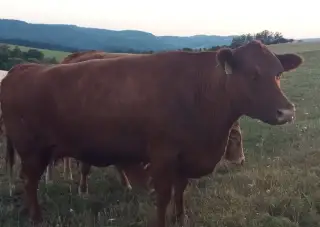 Krávy