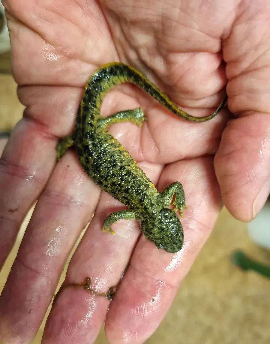 Žebrovník Pleurodeles nebulosus a P. Waltl