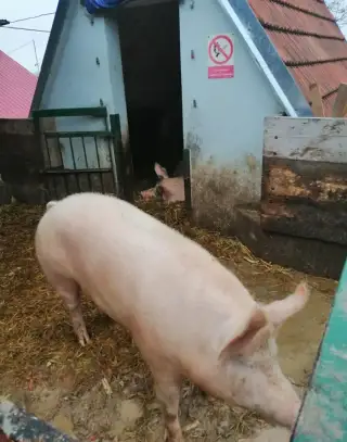 Prase na zabijačku