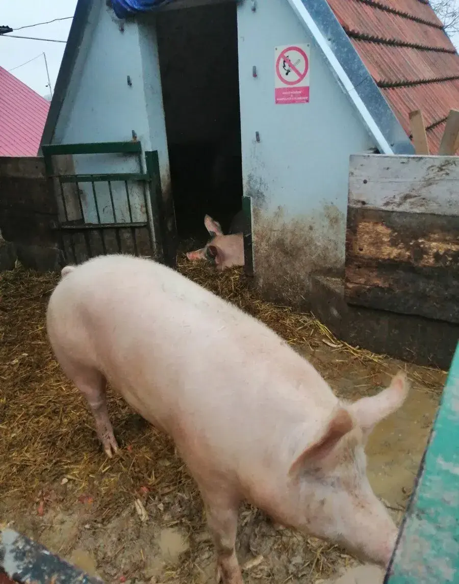 Prase na zabijačku