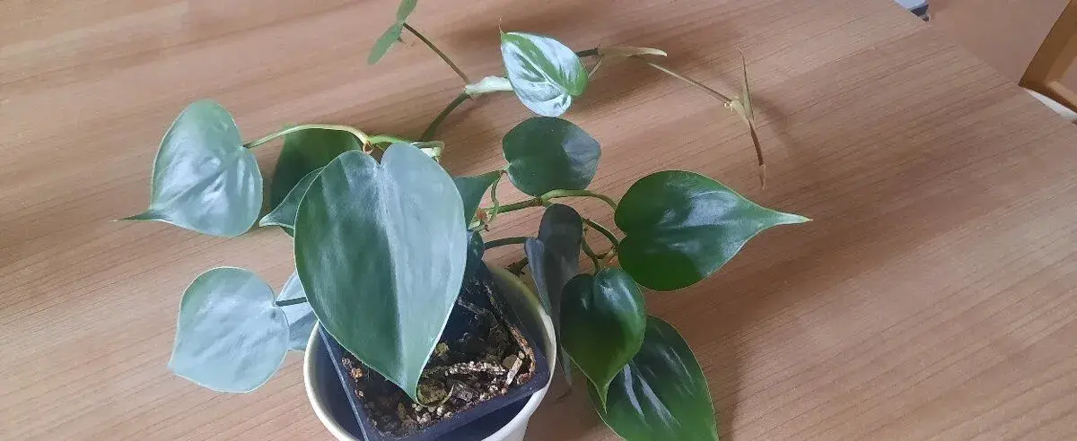 Philodendron scandens