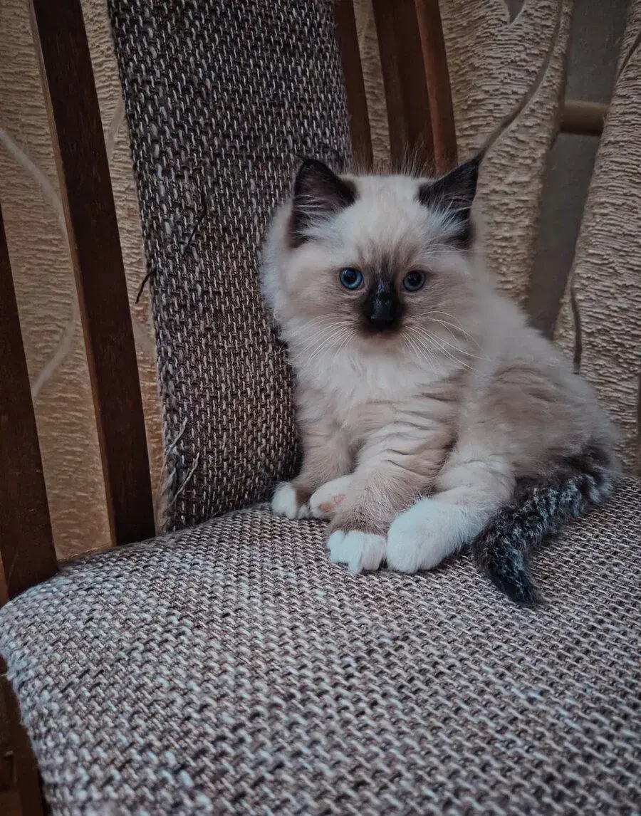 Ragdoll koťátka