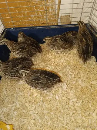 Křepelka