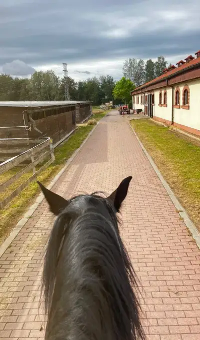 Práci ošetřovatele koni.