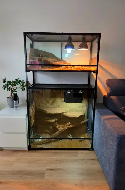 2x agama, 2x kompletní terárium