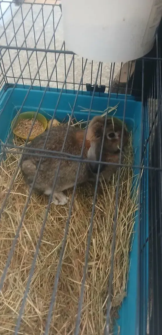 Zakrslý kralik samička 11 měsíců