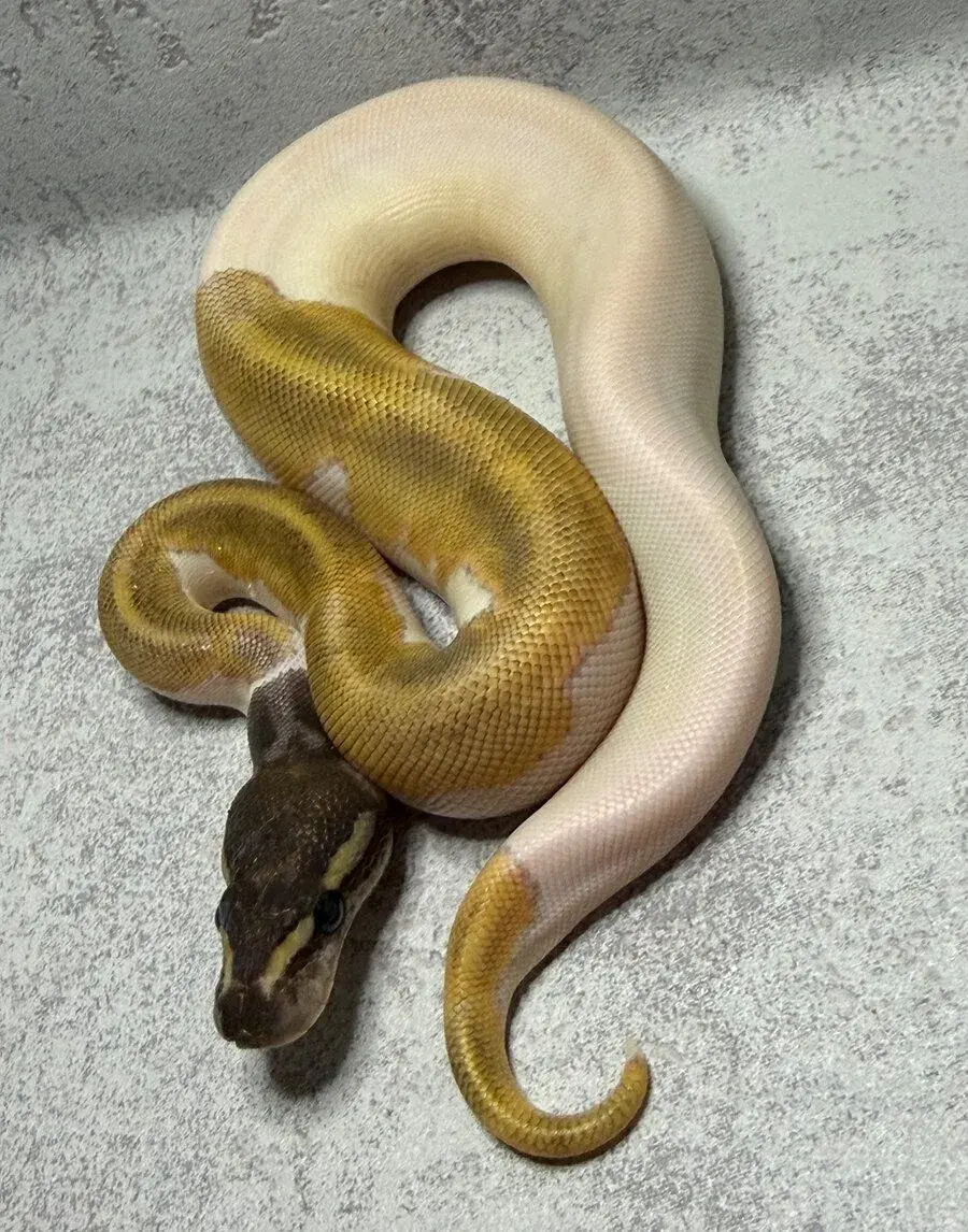 Krajta královská/ Python regius