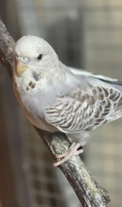 Andulka