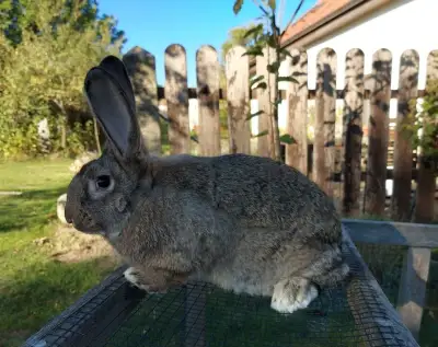 Králíci do chovu nebo na maso a kachny pižmové