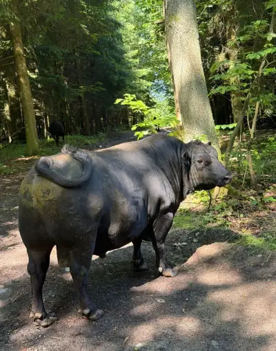 Hovězí maso