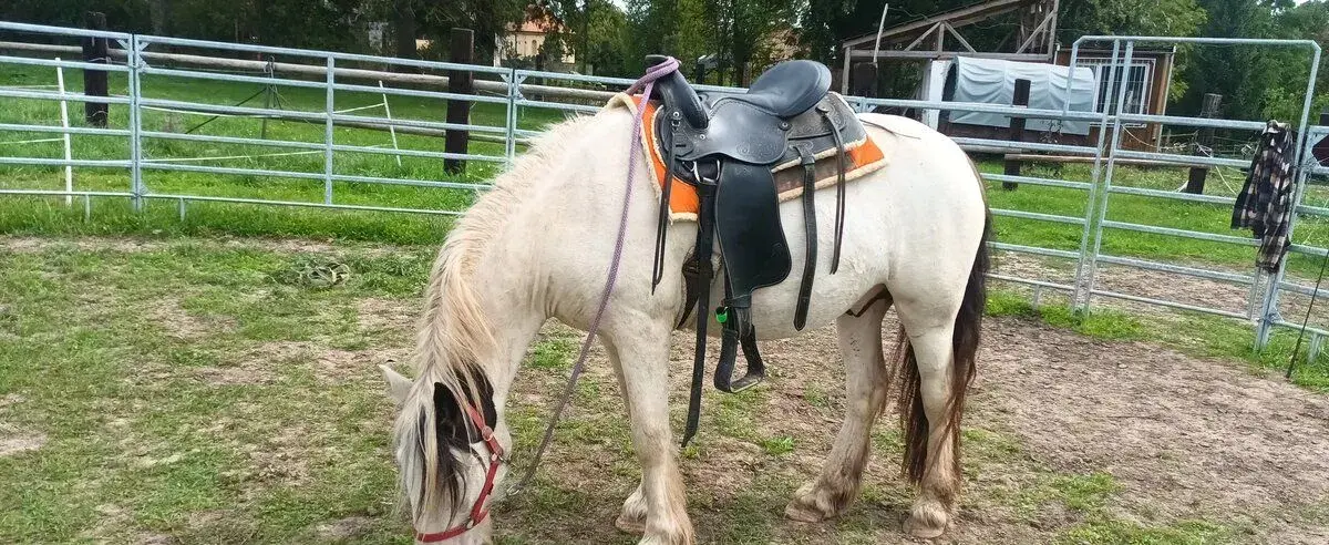 Irský cob 3 roky