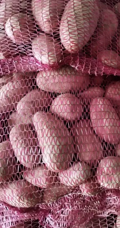 Brambory na uskladnění červené a žluté