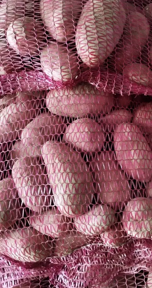 Brambory na uskladnění červené a žluté