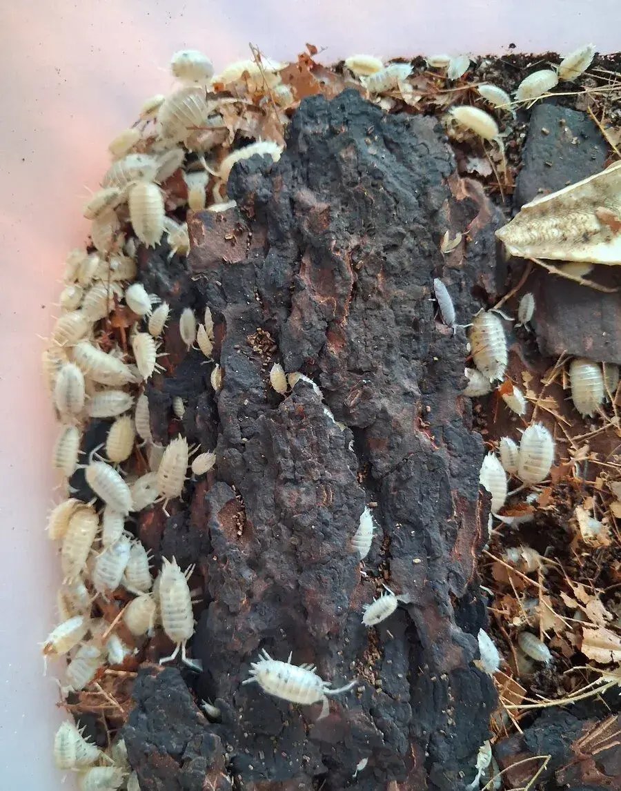 Porcellio laevis White, Porcellionides pruinosus