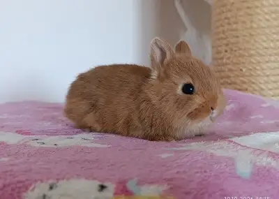Zakrslí králíci - mláďata lvíček, teddy, zakrslý králík
