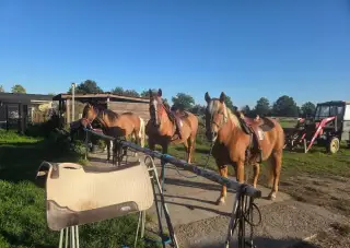 Ustájení