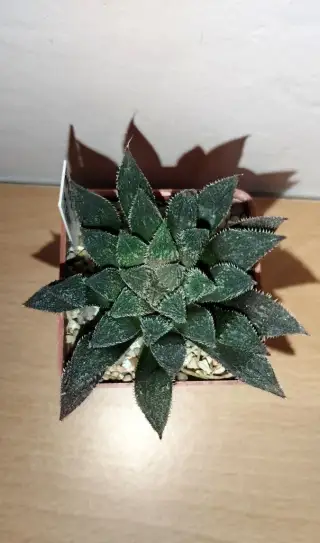 Haworthia "Tenac"