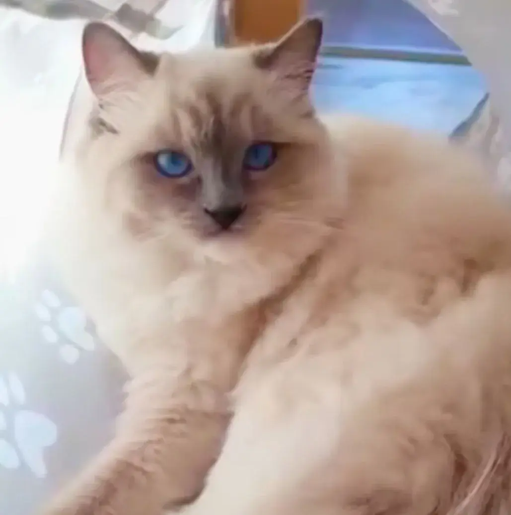 Ragdoll koťátka s PP